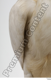 Stork  2 chest wing 0002.jpg